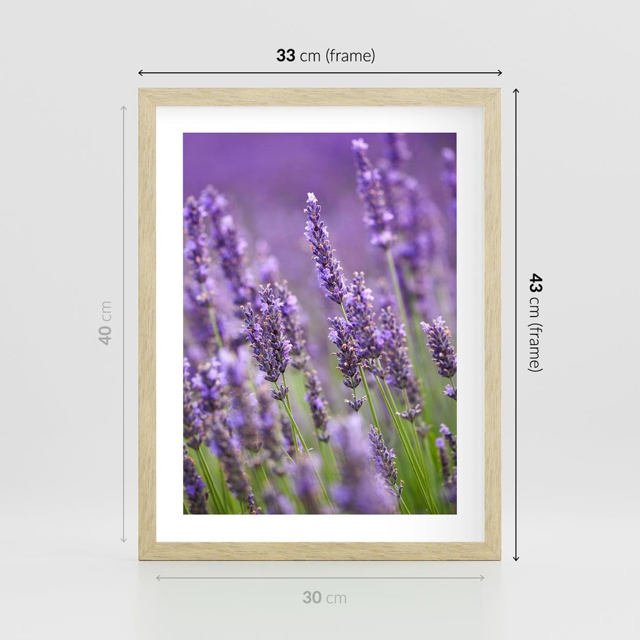 Plakat w ramie 30x40 - Urok lawendy - lawenda, kwiaty - rama drewno