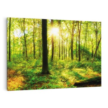 Obraz na płótnie 70x50 - Mistyfikujący las - las, drzewa