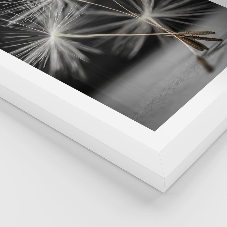 Plakat w ramie 40x50 - Delikatność dmuchawców zbliżenie - dmuchawce, zbliżenie - rama biała
