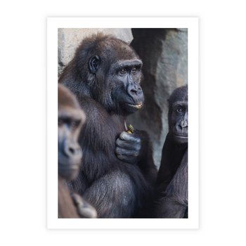 Plakat bez ramy 30x40 - Małpy w ich naturalnym środowisku - małpy, szympansy