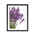 Plakat w ramie 40x50 - Pola lawendy w pełnym rozkwicie - lawenda, kwiaty - rama czarna