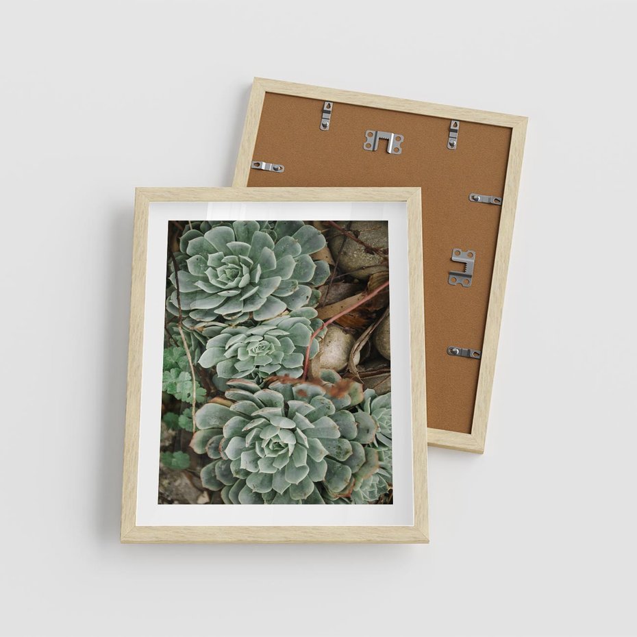 Plakat w ramie 40x50 - Zielona Uroda Sukulentów - sukulenty, zielone liście - rama drewno