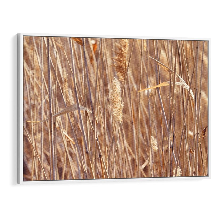 Obraz w ramie 100x70 - Mistrzowskie suche trawy - suche, trawy - rama biała