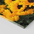 Obraz na płótnie 100x70 - promień słoneczny w kwiatowym świecie - słoneczniki, kwiat