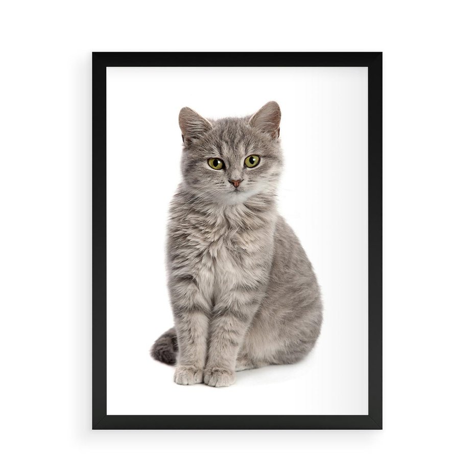Plakat w ramie 50x70 - Kocie uroki na płótnie - kot, kotek - rama czarna