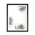 Plakat w ramie 50x70 - Liście Palmy na Czystym Tle - liście palmy, białe tło - rama czarna