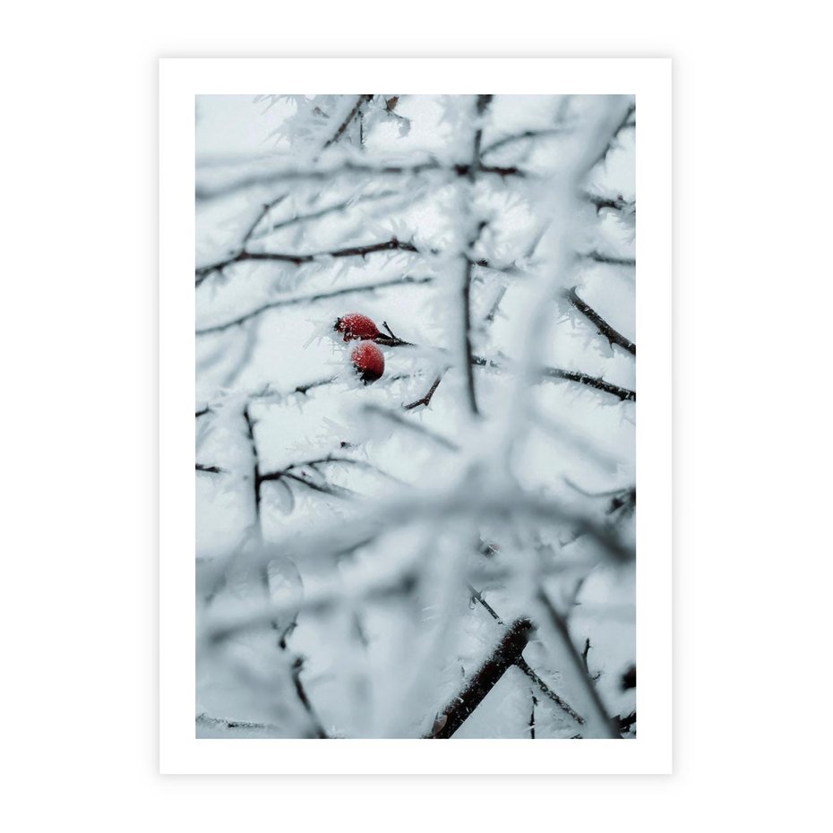 Plakat bez ramy 21x30 - Zima w Detalu: Gałęzie ze Szronem i Śniegiem - śnieg, zima