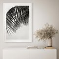 Plakat bez ramy 50x70 - Czarno-Biały Kontrast - czarno białe zdjecie, palma