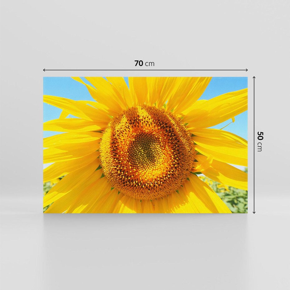 Obraz na płótnie 70x50 - Słoneczniki w naturalnym otoczeniu - słonecznik, natura