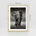 Plakat w ramie 30x40 - Majestatyczny słoń Afryki - słoń, Afryka - rama drewno