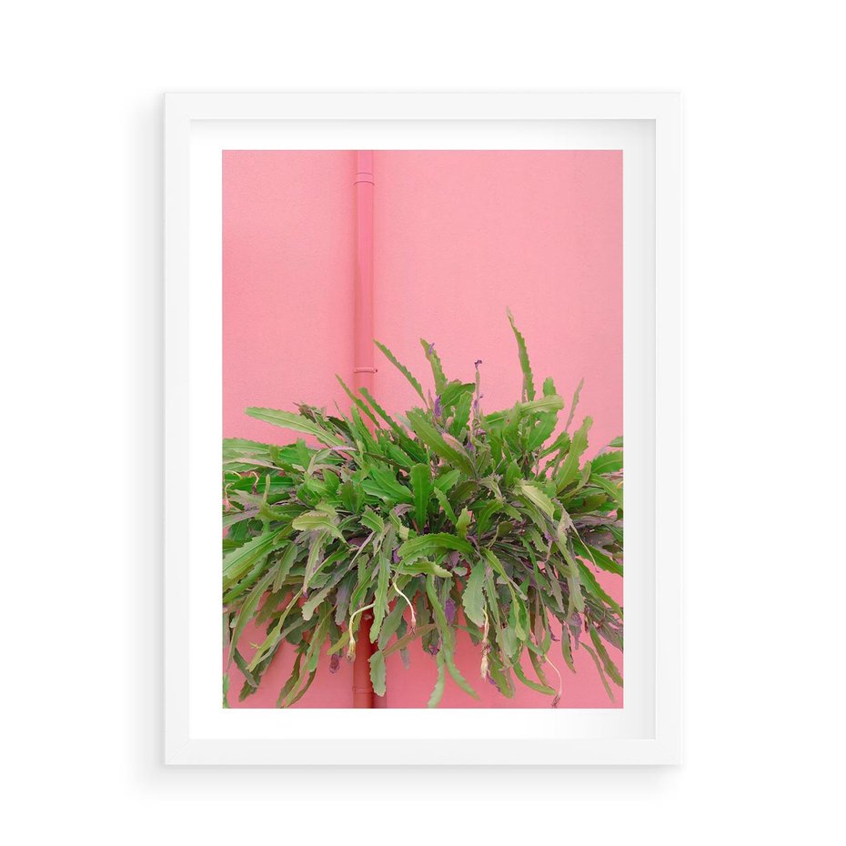 Plakat w ramie 50x70 - Fotografia Rośliny z Różowym Tłem - fotografia, zielona roślina na tle różwj ściany - rama biała