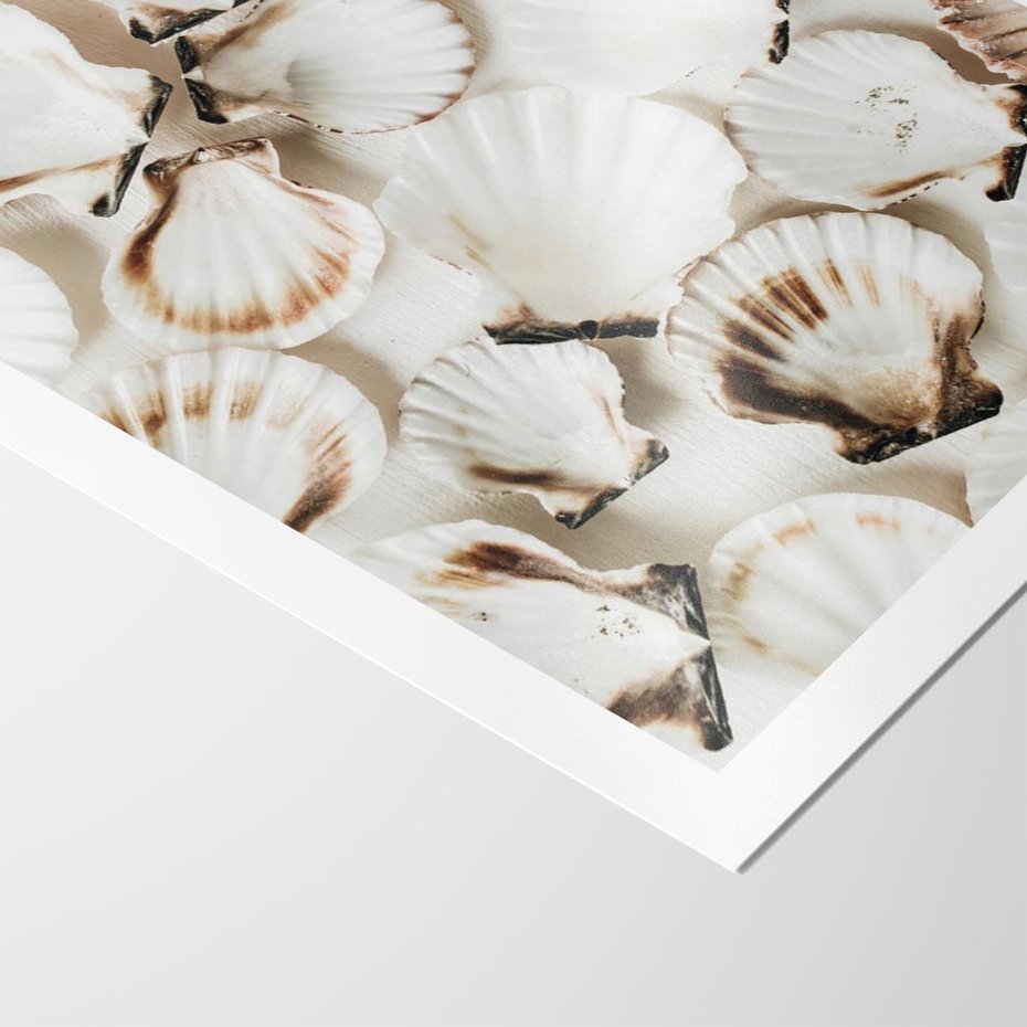 Plakat bez ramy 40x50 - Białe Muszle - białe muszle, ujęcie z góry