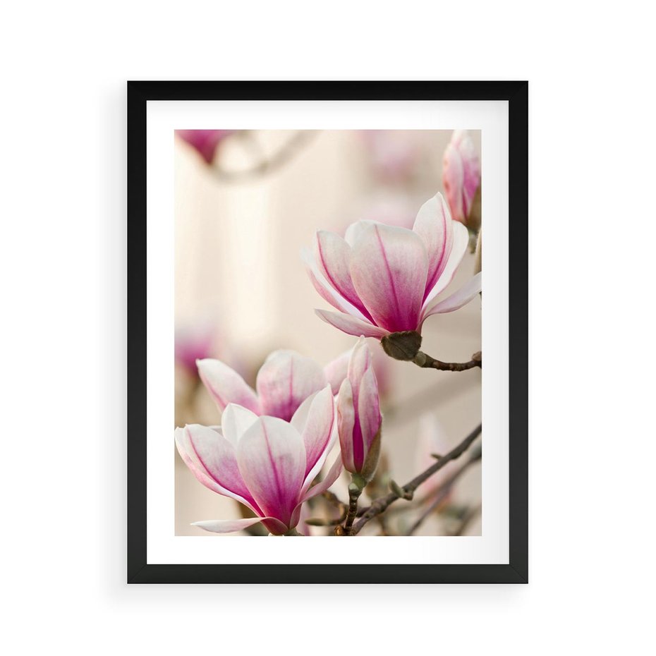 Plakat w ramie 40x50 - Urok Magnolii - magnolie, kwiaty - rama czarna