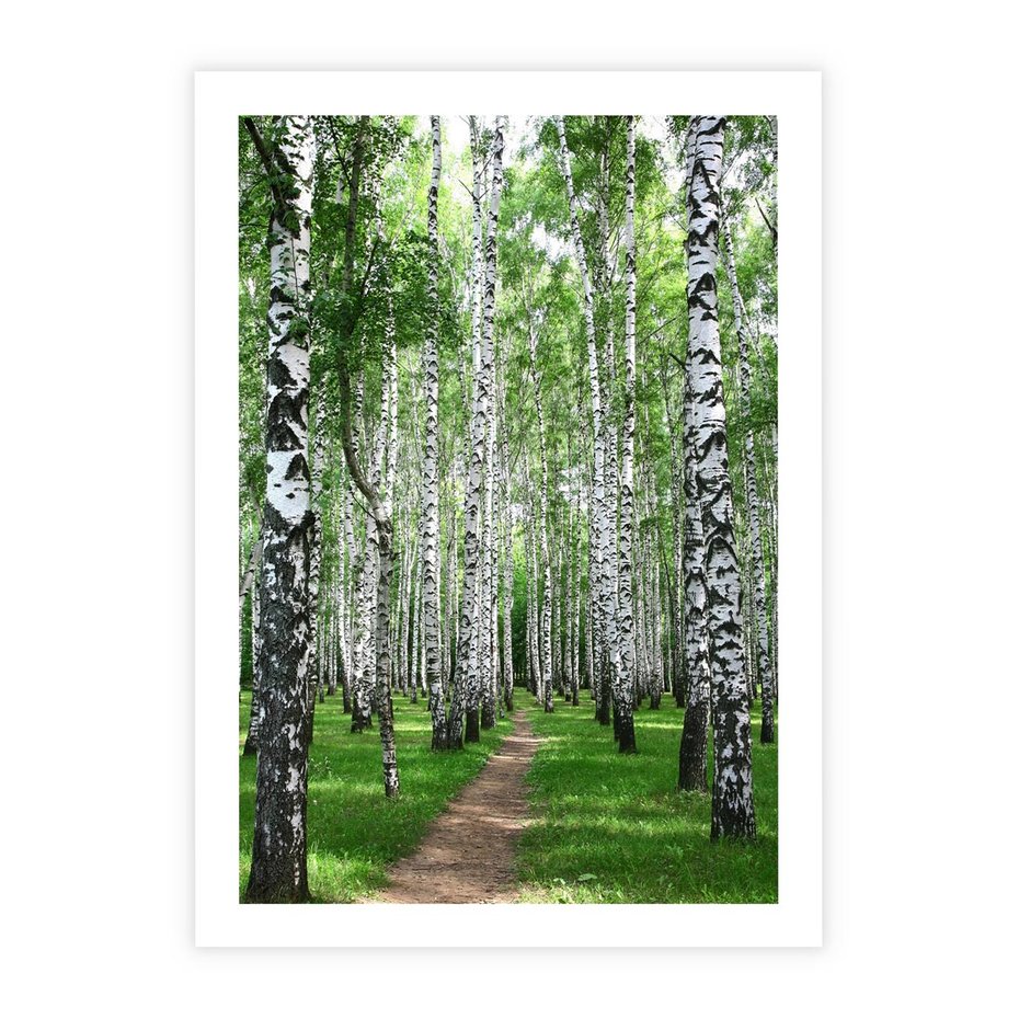 Plakat bez ramy 30x40 - Magia lasu pełnego brzóz - las, brzozy