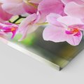 Obraz na płótnie 30x30 - Elegancja orchidei - orchidea, kwiaty