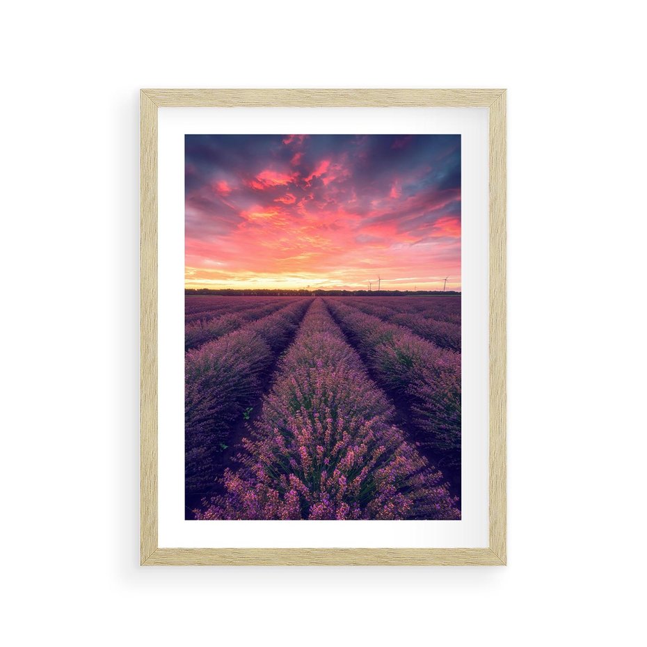 Plakat w ramie 30x40 - Różowe Niebo nad Polami - pola lawendy, zachód słońca - rama drewno