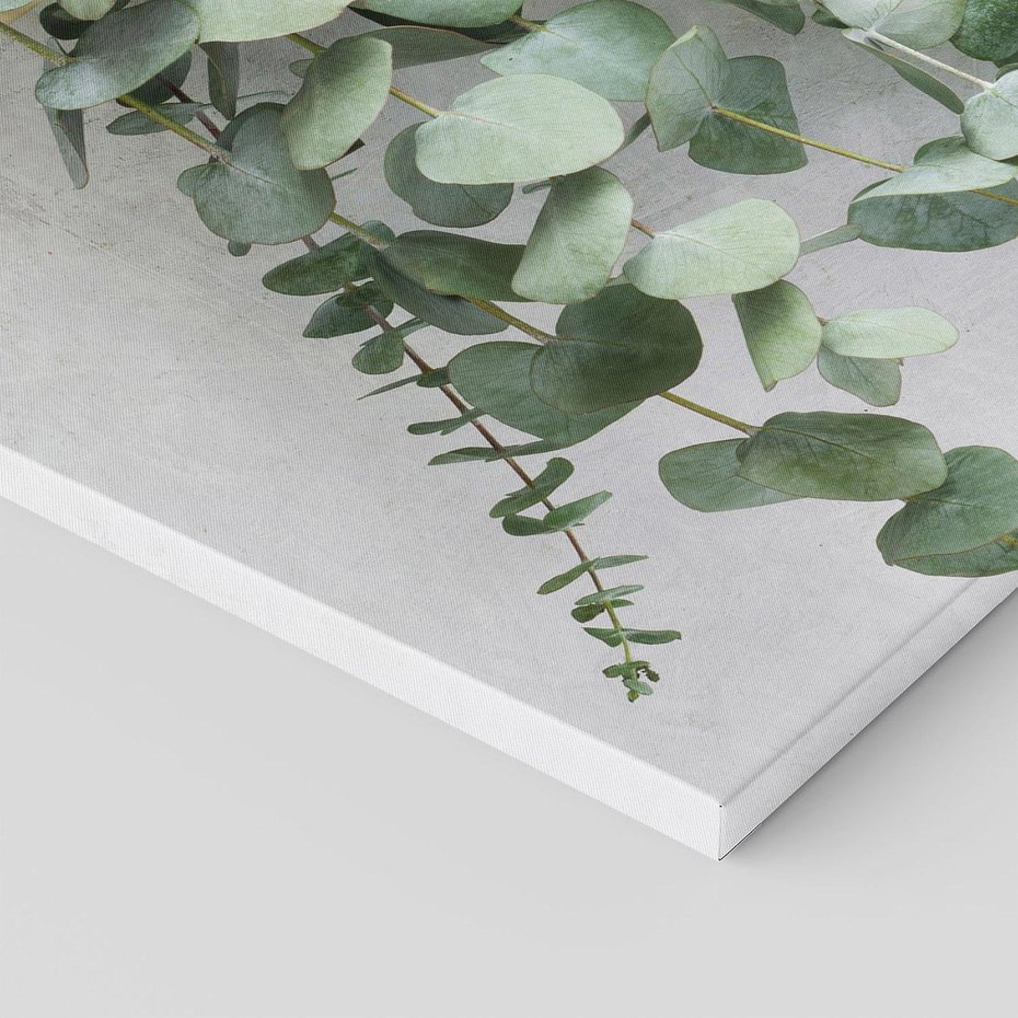 Obraz na płótnie 100x70 - Uwodzicielska zieleń eukaliptusa - eukaliptus, zielone