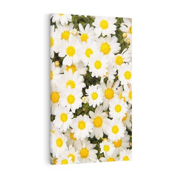 Obraz na płótnie 70x100 - Delikatność Kwiatowej Przyrody - stokrotki, kwiaty