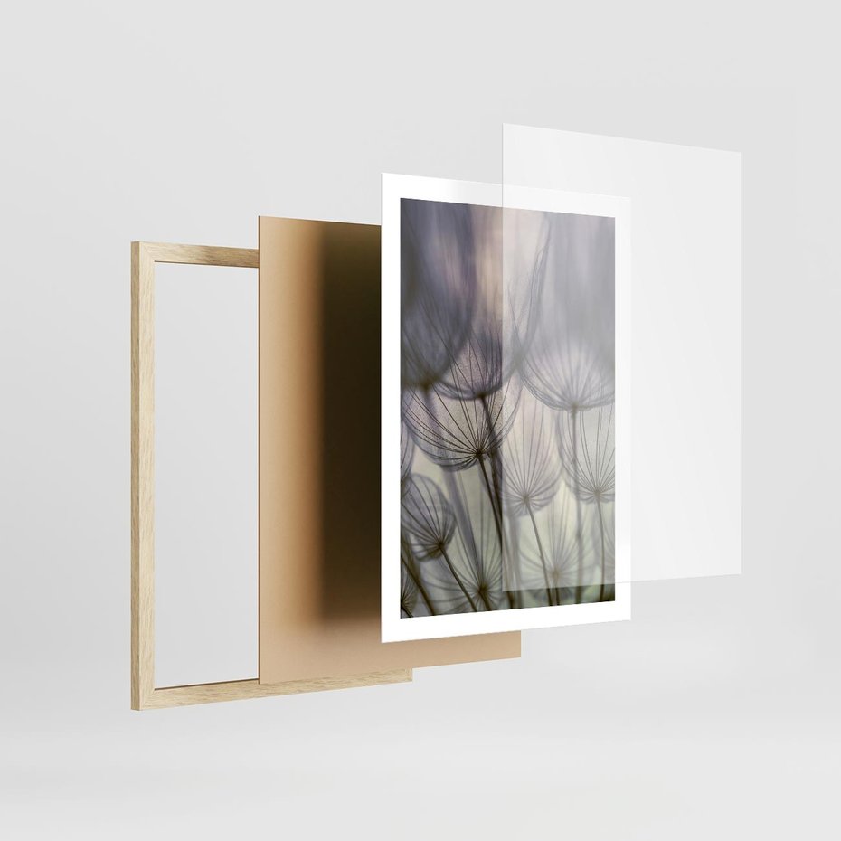Plakat w ramie 50x70 - Makro dmuchawiec - piękno drobnych detali - dmuchawce, makro - rama drewno