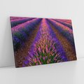 Obraz na płótnie 70x50 - Fioletowa Magia - pole, lawendy