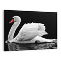Obraz na płótnie 120x80 - Delikatne Uderzenie Skrzydeł Łabędzia - łabędź, ptak