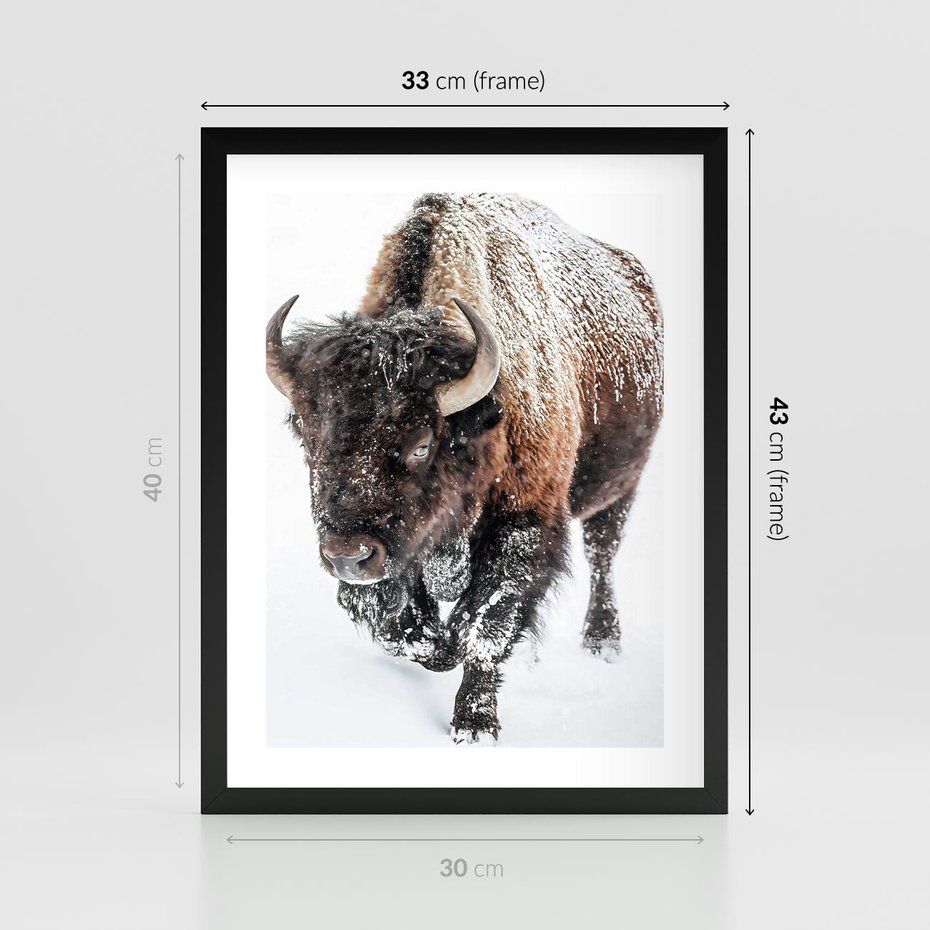 Plakat w ramie 30x40 - Zimowy Władca Puszczy - żubr, bizon - rama czarna