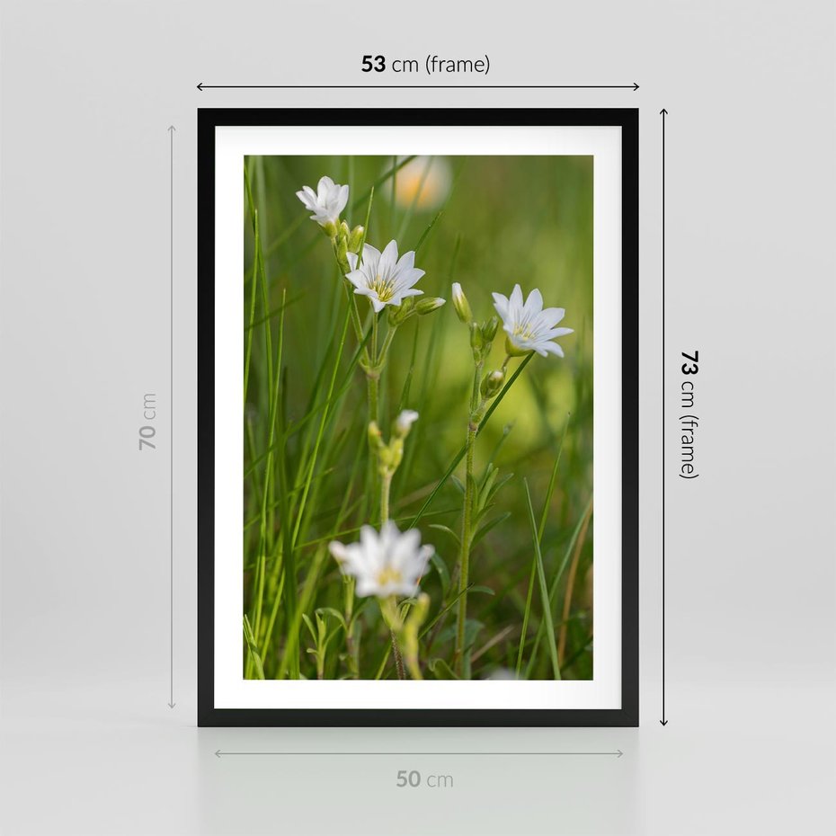 Plakat w ramie 50x70 - Kolorowa łąka - stokrotki, łąka - rama czarna