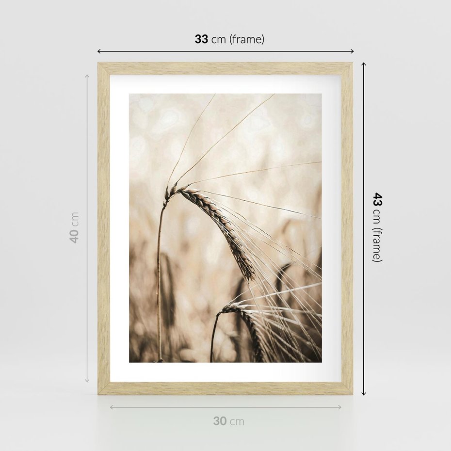Plakat w ramie 30x40 - Źdźbło Pszenicy: Blisko Natury - źdźbło pszenicy, pszenica - rama drewno