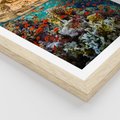 Plakat w ramie 40x50 - Rafa koralowa w oceanie - rafa, koralowa - rama drewno