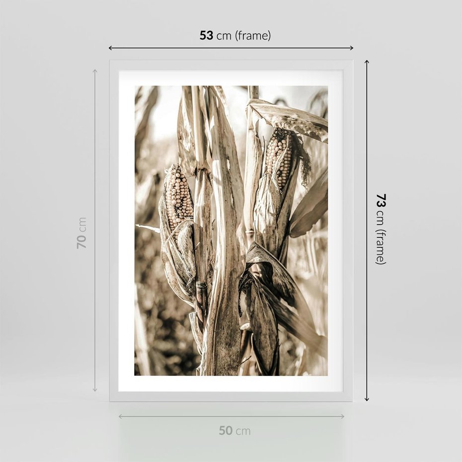 Plakat w ramie 50x70 - Retro Pole Kukurydzy - retro zdjęcie, sepia - rama biała