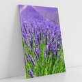 Obraz na płótnie 50x70 - Lawendowe pola piękno natury - lawenda, kwiaty