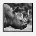 Obraz w ramie 50x50 - Potęga Afryki - czarno biała fotografia, zbliżenie na postać nosorożca - rama czarna