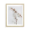 Plakat w ramie 40x50 - Gałęzie Bawełny na Białym Tle - gałęzie bawełny na białym tle, minimalizm - rama drewno
