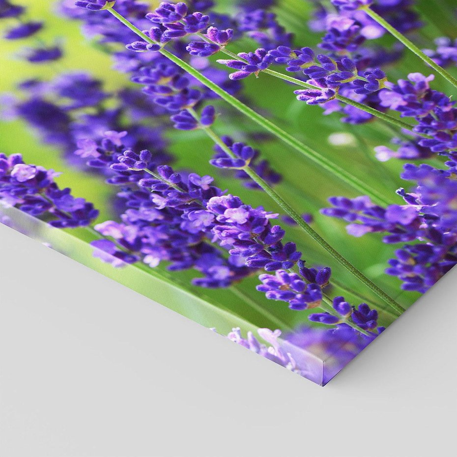 Obraz na płótnie 40x40 - Elegancka lawenda w pełnym rozkwicie - lawenda, kwiaty