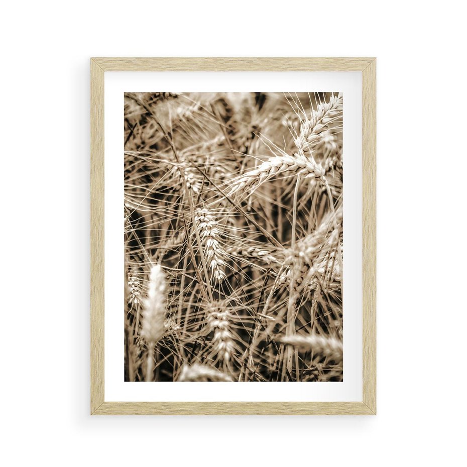 Plakat w ramie 40x50 - Zbliżenie na Kłosy Zboża - zboża, kłosy zboża - rama drewno