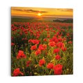 Obraz na płótnie 80x80 - Maki przy zachodzie słońca - maki, zachód