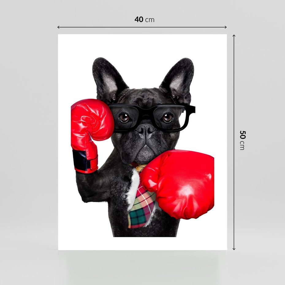 Plakat bez ramy 40x50 - Boksujący mops - pies - boks, mops