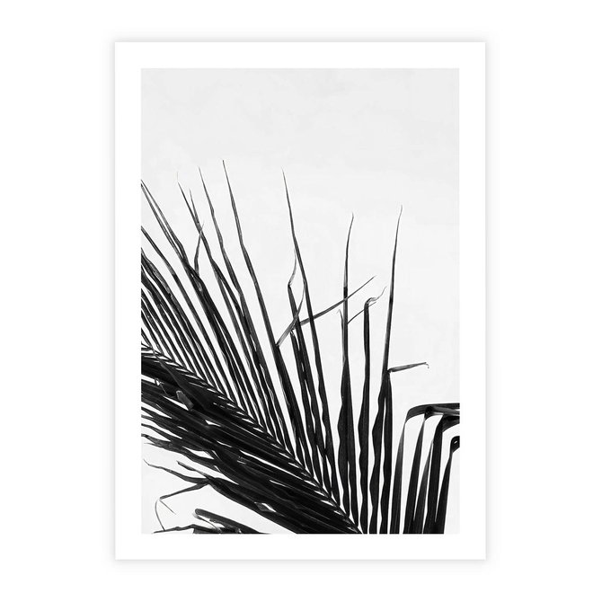 Plakat bez ramy 21x30 - Sztuka Natury: Monochromatyczna Palma - palma, czarno białe zdjęcie
