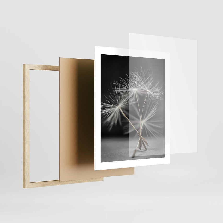 Plakat w ramie 40x50 - Delikatność dmuchawców zbliżenie - dmuchawce, zbliżenie - rama drewno