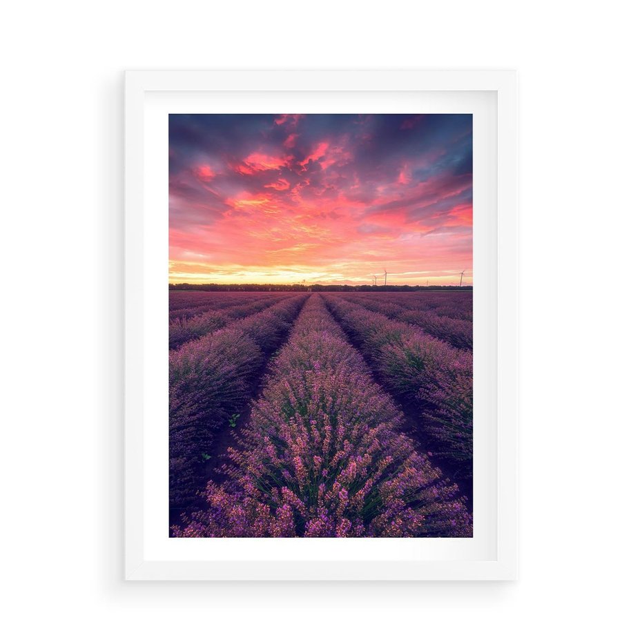Plakat w ramie 50x70 - Różowe Niebo nad Polami - pola lawendy, zachód słońca - rama biała