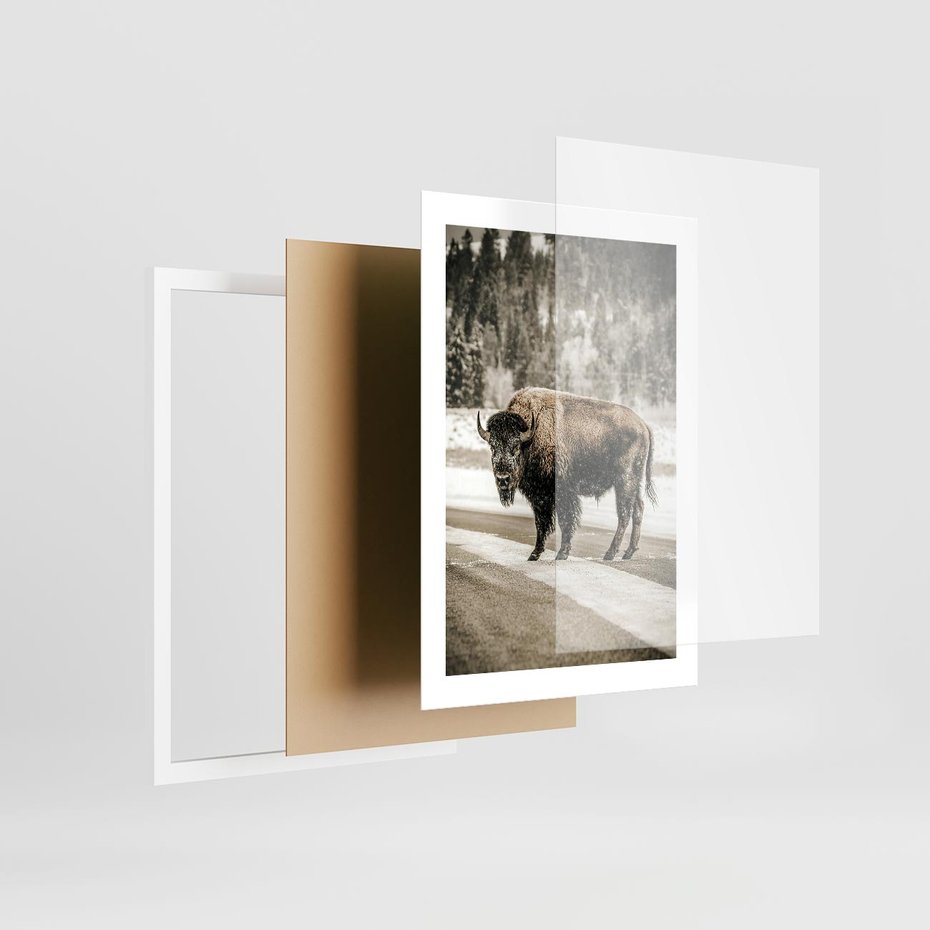 Plakat w ramie 30x40 - Spotkanie z Żubrem na Leśnej Drodze - żubr, las - rama biała