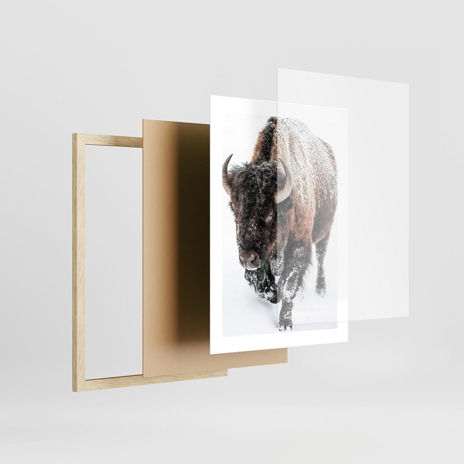 Plakat w ramie 30x40 - Zimowy Władca Puszczy - żubr, bizon - rama drewno