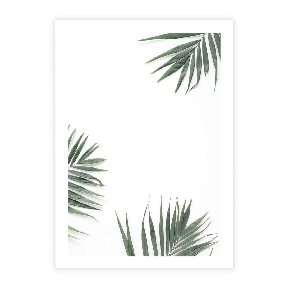 Plakat bez ramy 40x50 - Liście Palmy na Czystym Tle - liście palmy, białe tło