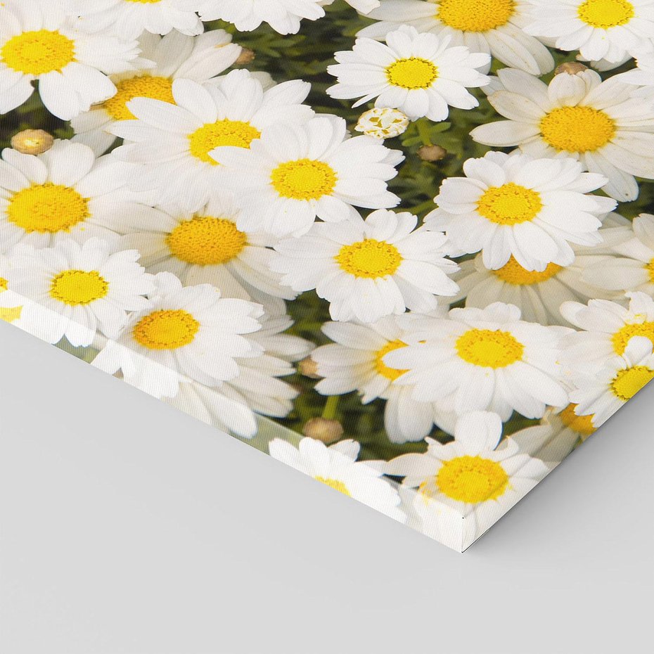 Obraz na płótnie 80x80 - Delikatność Kwiatowej Przyrody - stokrotki, kwiaty