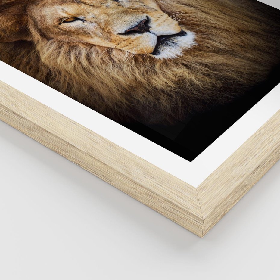 Plakat w ramie 40x50 - Król zwierząt w majestatycznym stylu - lew, król - rama drewno
