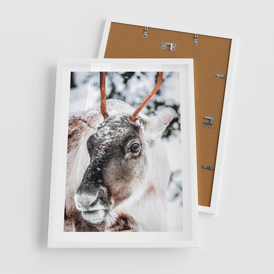 Plakat w ramie 50x70 - Renifer w Zimowej Krainie - renifer, zima - rama biała