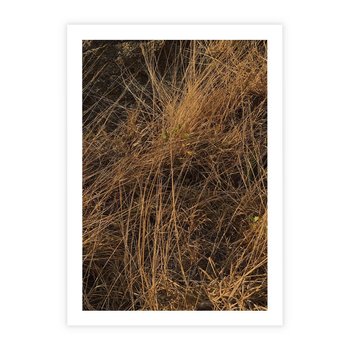 Plakat bez ramy 30x40 - Szlachetna Suchość Traw - trawy, suche trawy