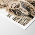 Plakat bez ramy 30x40 - Klimat Wiejskiego Życia - amerykańska krowa, byk