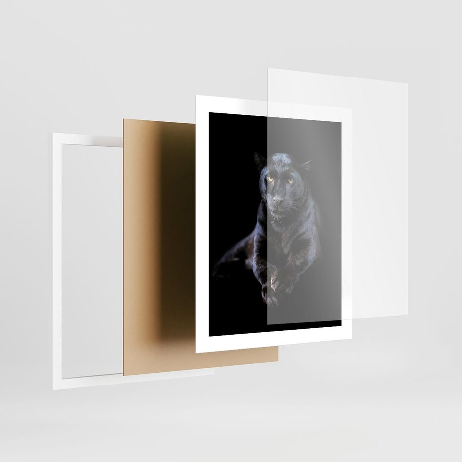 Plakat w ramie 40x50 - Czarna pantera: majestat i siła - czarna, pantera - rama biała