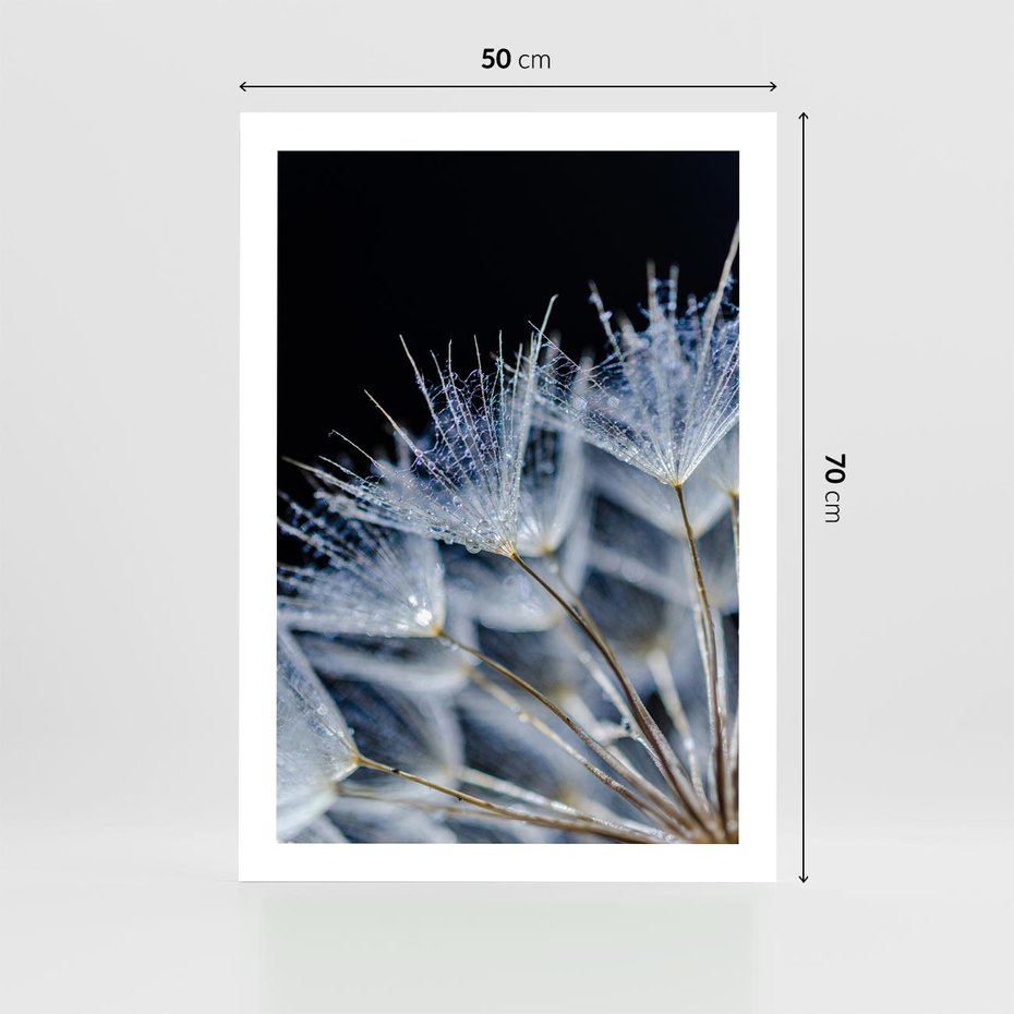 Plakat bez ramy 50x70 - Makro piękno dmuchawców - makro, dmuchawce